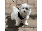Maltese Puppy for sale in Hempstead, NY, USA