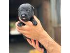 Mutt Puppy for sale in Miramar, FL, USA