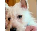 West Highland White Terrier Puppy for sale in Chaska, MN, USA