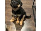 German Shepherd Dog Puppy for sale in Highland Park, IL, USA