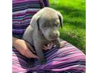 Labrador Retriever Puppy for sale in Delta, CO, USA