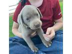 Labrador Retriever Puppy for sale in Delta, CO, USA