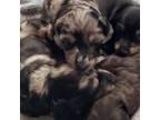Dachshund Puppy for sale in Shelton, WA, USA