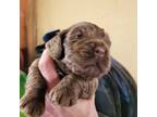 Cocker Spaniel Puppy for sale in Rives Junction, MI, USA