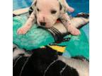 Dalmatian Puppy for sale in League City, TX, USA