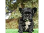 French Bulldog Puppy for sale in Plano, IL, USA