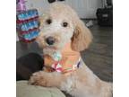 Mutt Puppy for sale in Mckinney, TX, USA