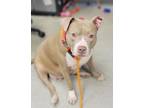 Gummy Bear American Pit Bull Terrier Adult Female