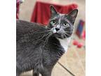 Boots Domestic Shorthair Adult Male