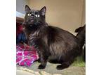 Lilith Domestic Longhair Adult Female