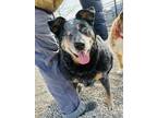 Sumo (in Foster) Australian Cattle Dog Adult Male