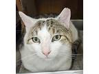 Wishbone *Featured at the Petco in Columbia, MD* Domestic Shorthair Adult Female
