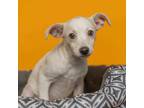 Boo, Terrier (unknown Type, Small) For Adoption In Palm Springs, California