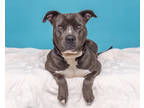 Tonka, American Pit Bull Terrier For Adoption In Palm Springs, California