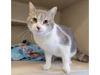 Grizzly, Domestic Shorthair For Adoption In Columbus, Indiana
