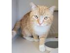 Pib (puss In Boots), Domestic Shorthair For Adoption In Columbus, Indiana