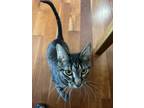 Betty Crocker, Domestic Shorthair For Adoption In Columbus, Indiana