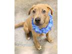 Caramello, American Pit Bull Terrier For Adoption In Gautier, Mississippi