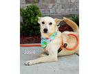 Josie, Fox Terrier (smooth) For Adoption In Gautier, Mississippi
