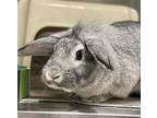 Bailey, American Fuzzy Lop For Adoption In Oakland, California
