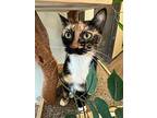 Cali Girl, Domestic Shorthair For Adoption In Lutz, Florida