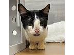 Ace, Domestic Shorthair For Adoption In Oakland, California