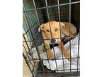 Teddy, Labrador Retriever For Adoption In Acworth, Georgia