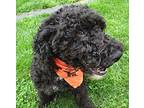 Daisy, Portuguese Water Dog For Adoption In Grovertown, Indiana
