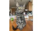 Marge, Domestic Shorthair For Adoption In Montreal, Quebec