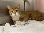 Mcarthur, Domestic Shorthair For Adoption In Baltimore, Maryland