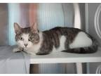Macmittens, Domestic Shorthair For Adoption In Baltimore, Maryland