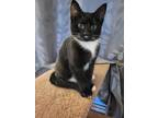 Zava, Domestic Shorthair For Adoption In Montreal, Quebec