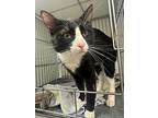 Mickey, Domestic Shorthair For Adoption In Rock Springs, Wyoming