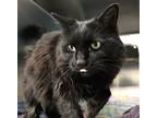 Fester, Domestic Longhair For Adoption In Forked River, New Jersey