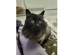 Nox, Domestic Longhair For Adoption In West Vancouver, British Columbia