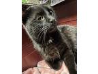 Shadow, Domestic Shorthair For Adoption In Cleveland, Ohio
