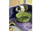 Chu-chu (with Cage & Supplies), Guinea Pig For Adoption In Port Orange, Florida