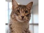 Emu--bonded Buddy With Betty, Domestic Mediumhair For Adoption In Des Moines