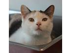 Betty--bonded Buddy With Emu, Domestic Shorthair For Adoption In Des Moines