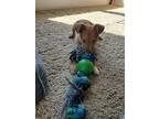 Sundance, Jack Russell Terrier For Adoption In Goshen, Kentucky