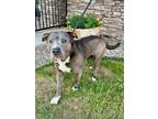Junior, American Pit Bull Terrier For Adoption In Yakima, Washington