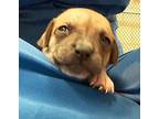 Zoe, Labrador Retriever For Adoption In Houston, Texas