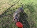 Rye, American Pit Bull Terrier For Adoption In Belleville, Michigan