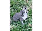 Emma, Terrier (unknown Type, Medium) For Adoption In Abbeville, Louisiana