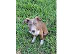 Ellis, Terrier (unknown Type, Medium) For Adoption In Abbeville, Louisiana