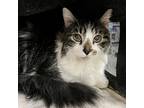 Dudley, Maine Coon For Adoption In Knoxville, Tennessee