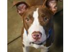 Tank, American Pit Bull Terrier For Adoption In Bowling Green, Kentucky