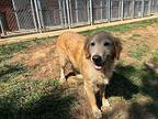 Cinnamon, Golden Retriever For Adoption In Port Washington, New York