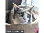 Spike (bonded With Shiloh), Domestic Shorthair For Adoption In Toronto, Ontario