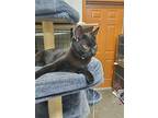 Hershey, Domestic Shorthair For Adoption In Park Falls, Wisconsin